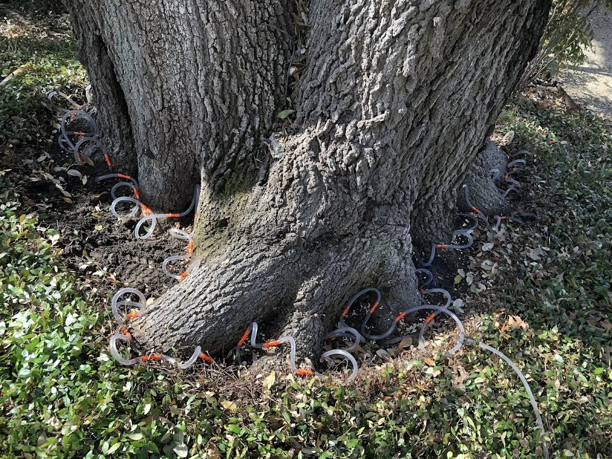 Detailed Tree Cabling and Bracing job site in Newington