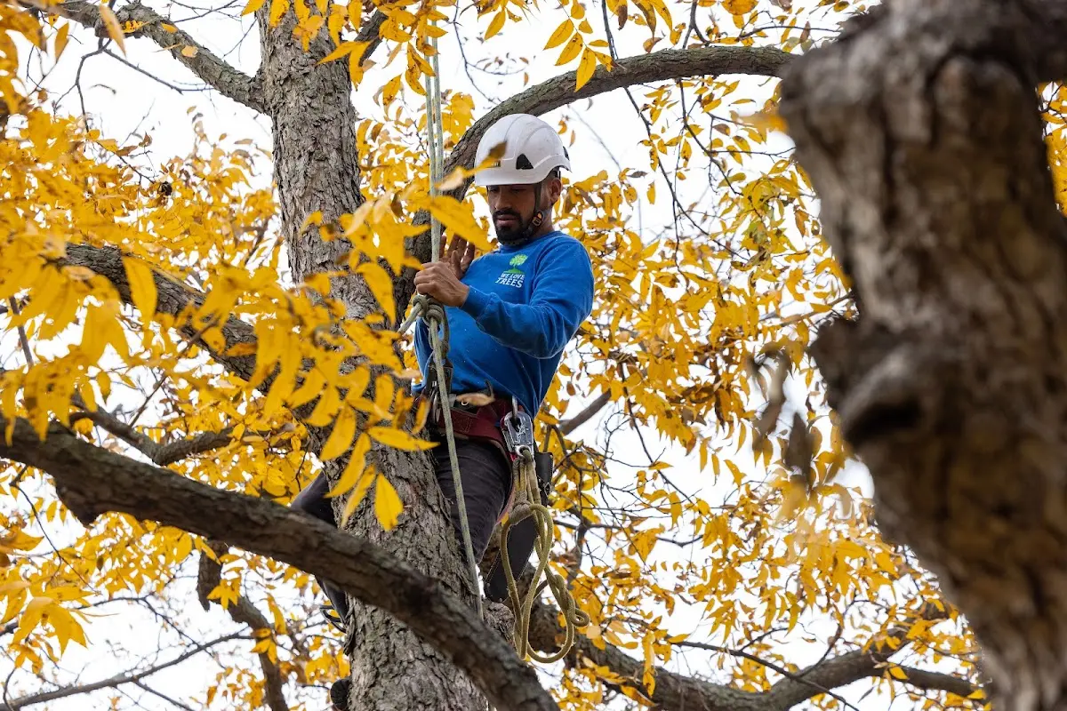 Skilled Tree Trimming crew working in Newington